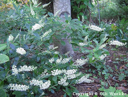 Clethra alnifolia 'Hummingbird', kolibrinkletra, valkokletra